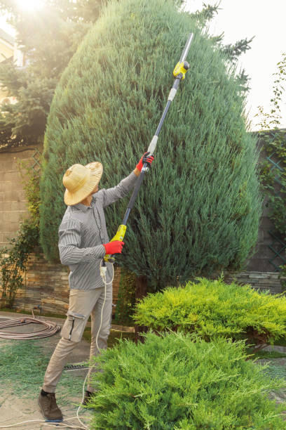 Best Fruit Tree Pruning  in Whiteman Af, MO